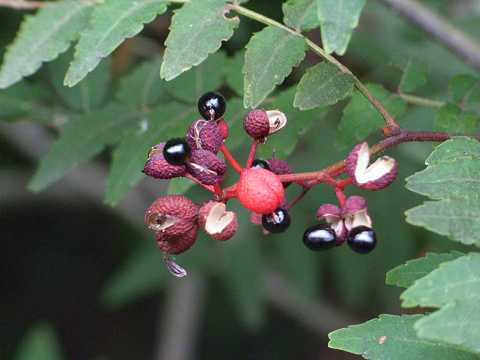 �T���V���E(�R��)