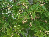 �T���T�h�E�_��