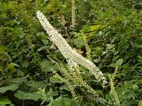 �T���V�i�V���E�}