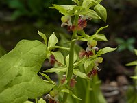 �T�������G�r�l