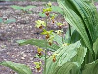 �T�������G�r�l