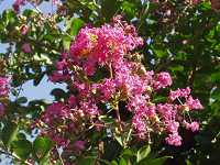 �T���X�x��