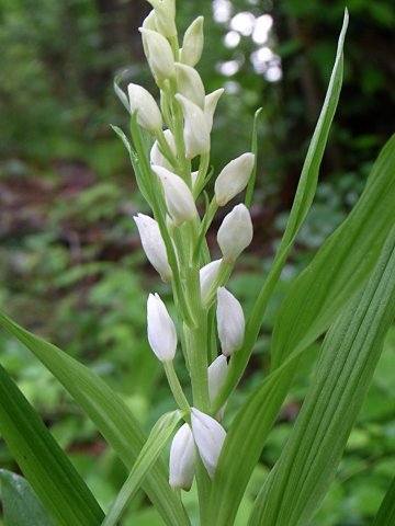 ササバギンラン