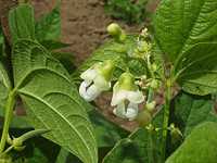 �T�T�Q�̉�