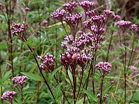 �T���t�W�o�J�}