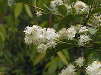 �T���t�^�M