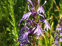 �T���M�L���E