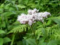 �T���q���h��