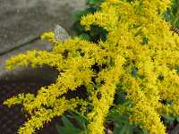 �Z�C�^�J�A���_�`�\�E