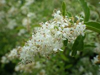 �Z�C���E�C�{�^