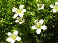 �Z�C���E�N���}�O�T