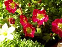 �Z�C���E�N���}�O�T