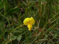 �Z�C���E�~���R�O�T