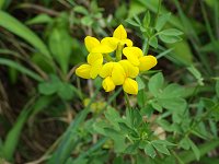 �Z�C���E�~���R�O�T