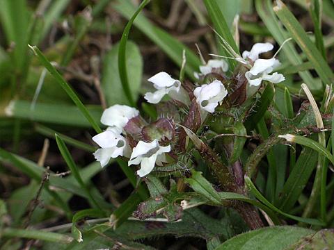 �Z�C���E�E�c�{�O�T