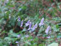 �Z�L���m�A�L�`���E�W