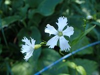 �Z���W���K���s