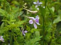 �Z���o�q�G���\�E