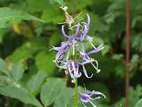 �V�f�V���W��