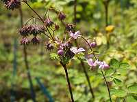 �V�L���J���}�c