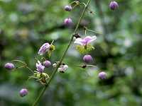 �V�L���J���}�c