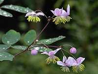 �V�L���J���}�c