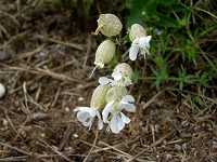 �V���^�}�\�E