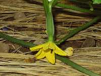 �V�}�E���̉�