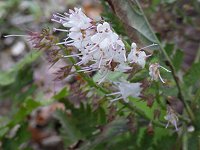 �V���o�V��