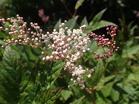 �V���c�P�\�E