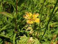 �V�i�m�L���o�C