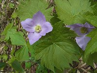 �V���l�A�I�C