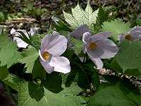 �V���l�A�I�C