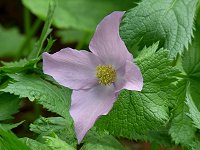 �V���l�A�I�C