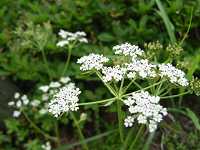 �V���l�j���W��