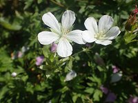 �V���o�i�n�N�T���t�E��