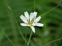 �V���o�i�j�K�i