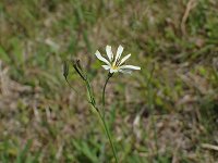 �V���o�i�j�K�i