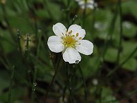 �V���o�i�m�w�r�C�`�S