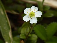 �V���o�i�m�w�r�C�`�S