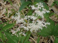 �V���o�i�V���c�P�\�E