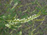 �V���o�i�V�i�K���n�M