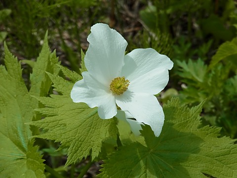 �V���o�i�V���l�A�I�C