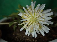 �V���o�i�^���|�|