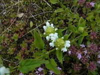 �V���o�i�E�c�{�O�T