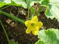 �V���E��