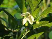 ���q���h�q