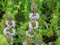 �X�y�A�~���g