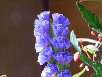 �X�^�[�`�X