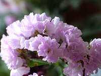 �X�^�[�`�X